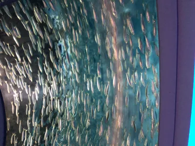 Monterey Bay Aquarium